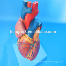 HOT SALE plastic Human anatomie anatomie modèle cardiaque